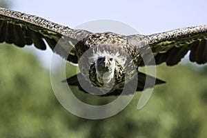 RÃ¼ppells Griffon vulture head-on in flight