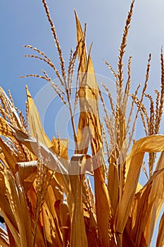 Dried corn stalks and leaves