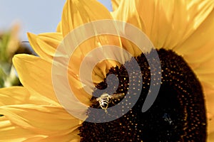 Sunflower with bee