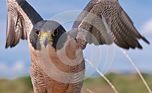 It's All In The Wings