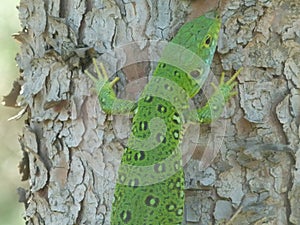 Beautiful Lizard in pine forest head-view