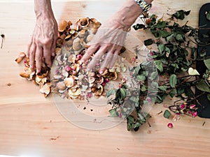 70 s elegant old senior lady working manually with sick wrinkled hands curing dried roses for home decoration hobby