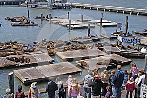 S.F. Pier 39 Sea Lions