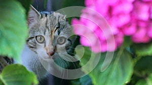 Kitten in flowers photo