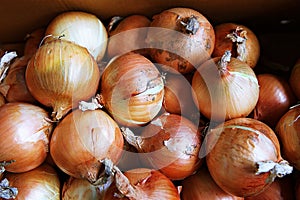 ItÃ¢â¬â¢s a korea crop