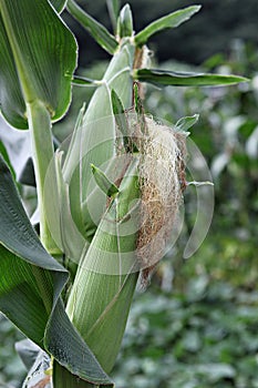 ItÃ¢â¬â¢s a korea crop