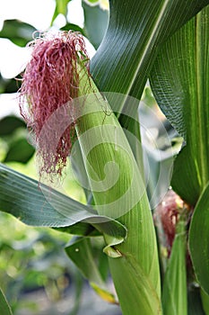 ItÃ¢â¬â¢s a korea crop