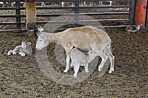 ItÃ¢â¬â¢s a livestock l raise at home.