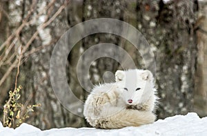 It`s nap time for this Arctic fox in seasonal moulting photo