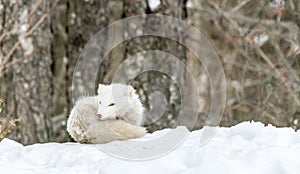 It`s nap time for this Arctic fox in seasonal moulting photo