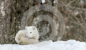 It`s nap time for this Arctic fox in seasonal moulting photo