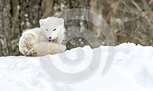 It`s nap time for this Arctic fox in seasonal moulting photo