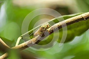 Incest Macro Photography photo