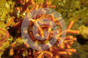 It`s not a coral, it is a false coral