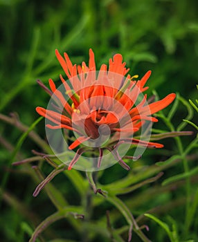 An Orange Texas Wildflower in the Spring photo