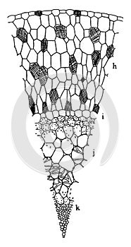 S. Oculata Aerial Root vintage illustration