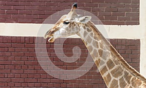 A Giraffe - Camelopard photo