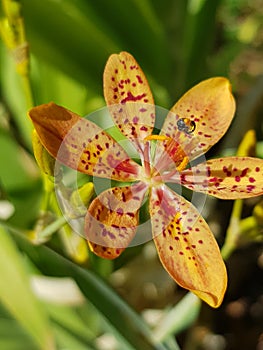 Yellow orange flower with dots