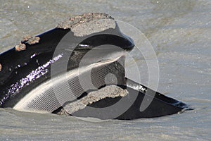 S R Whale head & baleen