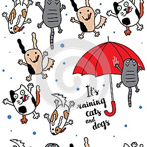 It's raining cats and dogs autumn card. photo