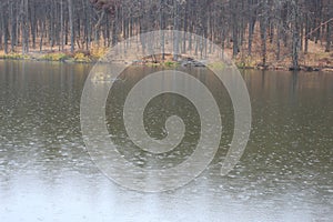 It`s raining. The drops leave circles on the water. Trees are reflected in the water