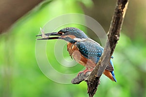 It\'s ready to eat, a suitable size of fish alive inside bird\'s mouth.