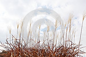 ItÃ¢â¬â¢s the scenery of a korean park.