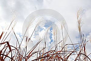 ItÃ¢â¬â¢s the scenery of a korean park.