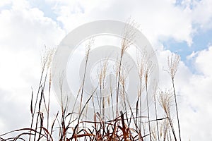 ItÃ¢â¬â¢s the scenery of a korean park.