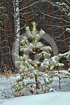 it\'s snowing in the pine forest