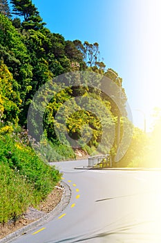 S-turn of a mountain road winding around lush green shrubbery in full bloom on a bright sunny day. Wellington, New