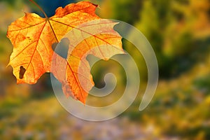 It`s a very nice detail in nature. A big orange leaf with a heart-shaped hole on it up close. Autumn landscapes in the background.