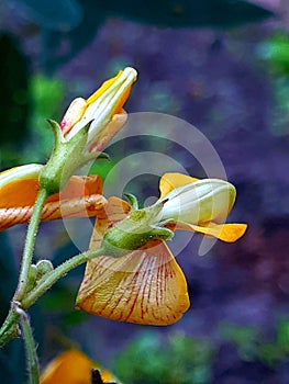 It`s a yellow flower with green petel