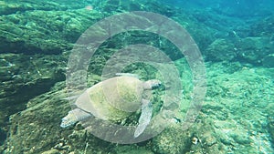 S4k video sea Turtle diving underwater in the Panama coast