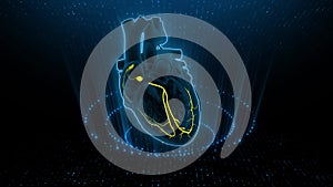 SA and AV Node signal in the Heart