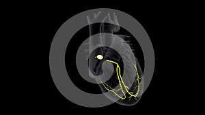 SA and AV Node Signals in the Heart