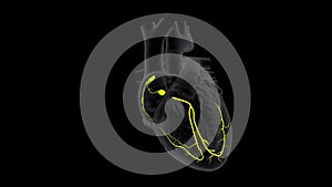 SA and AV Node Signals in the Heart in Slow motion