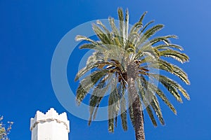 Sa Llotja tower palm