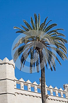 Sa Llotja tower palm photo