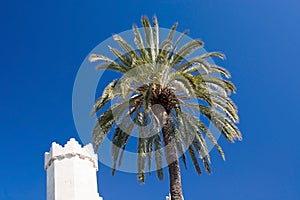 Sa Llotja tower palm photo