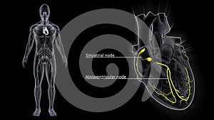 SA Node and AV Node in the Heart