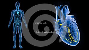 SA Node and AV Node in the Heart