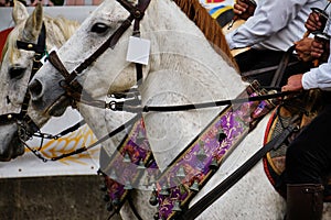 Sa Sortilla, equestrian festival in Iglesias, Sardinia, Italy photo