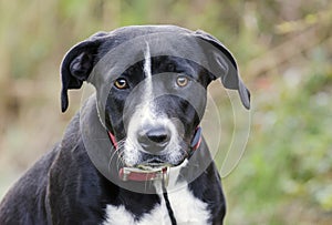 Saad dog eyes, Black Labrador Hound mixed breed dog