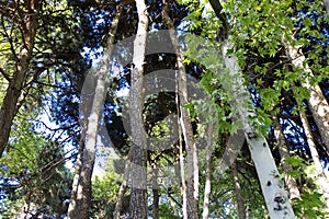 Saadabad park in Tehran city, Iran