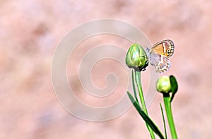 Saadi Heath Butterfly on green flower bud in pale red background