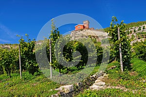 Saale Unstrut vineyards