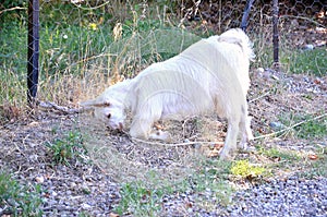 Saanen Goat