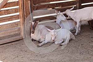 Saanen Goat, Capra aegagrus hircus