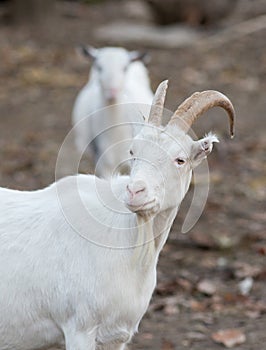 Saanen goat on the farm